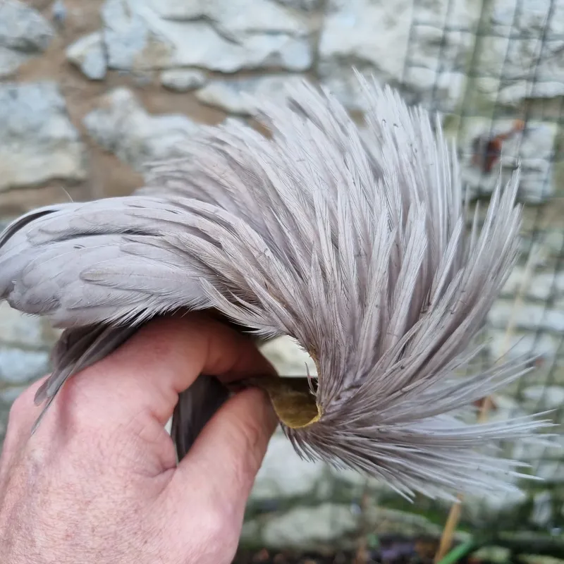 Whiting Exclusive WET Fly Hen Cape in Medium Dun